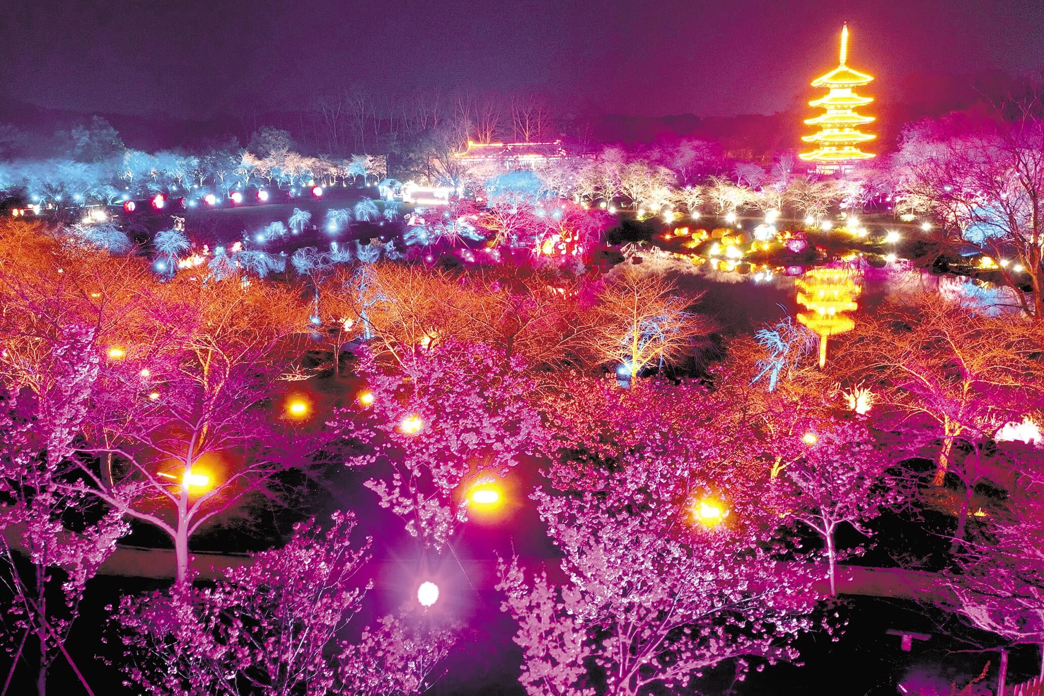3月3日，武漢東湖櫻花園開放夜間賞櫻，60余個(gè)品種近萬株櫻花在多彩燈光的照耀下，格外絢爛多姿。據(jù)悉，今年?yáng)|湖櫻園內(nèi)設(shè)有9000多套夜間燈組、500個(gè)燈籠，點(diǎn)亮區(qū)域較去年增加近一倍。??（李溪 攝）