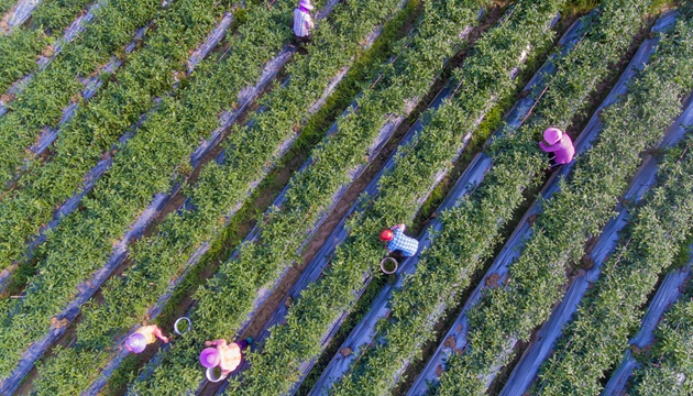2月28日，在海南省瓊海市塔洋鎮(zhèn)一處瓜菜種植基地，農(nóng)民在采摘辣椒，準(zhǔn)備銷往國(guó)內(nèi)各大批發(fā)市場(chǎng)（無(wú)人機(jī)照片）。新華社記者 蒙鐘德 攝