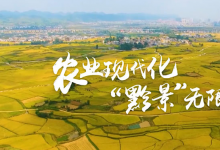農(nóng)業(yè)現(xiàn)代化 “黔景”無(wú)限好——鄉(xiāng)村振興看貴州