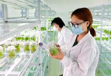 內(nèi)蒙古烏蘭察布：馬鈴薯種薯繁育忙