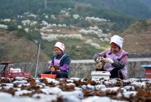 劍河縣：食用菌全產(chǎn)業(yè)鏈“點燃”鄉(xiāng)村振興“新引擎”