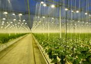艾邁斯歐司朗植物照明LED Oslon Square Batwing在2022美國國際照明展  并斬獲兩項(xiàng)大獎(jiǎng)