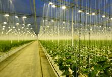 艾邁斯歐司朗植物照明LED Oslon Square Batwing在2022美國國際照明展  并斬獲兩項(xiàng)大獎