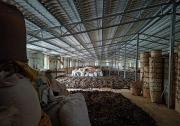 鄉(xiāng)村振興與自動化科技|廣西：自動化茶廠里的非遺茶香|廣西積極構建六堡茶全產業(yè)鏈體系