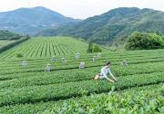 茶產(chǎn)業(yè)自動(dòng)化 | 鐵觀音自動(dòng)化精制生產(chǎn)流水線和包裝生產(chǎn)線的升級與創(chuàng)新