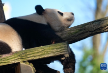 習(xí)近平：中國堅(jiān)定不移走生態(tài)優(yōu)先、綠色低碳的高質(zhì)量發(fā)展之路，將為世界提供更多機(jī)遇，為全人類進(jìn)步作出更大貢獻(xiàn)|習(xí)近平復(fù)信比利時(shí)知名友好人士董博