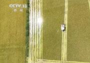 江西千萬(wàn)畝中稻陸續(xù)成熟 多環(huán)節(jié)聯(lián)動(dòng)高效收割|通過(guò)自動(dòng)化管道直接輸送到運(yùn)糧車上