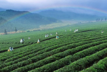 湖北力推青磚茶產(chǎn)業(yè)鏈向中高端邁進 力爭三年將市占率提升至30%