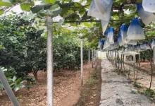 中國熱科院農(nóng)機所在柑橘園智能化計數(shù)研究方面取得重要進展
