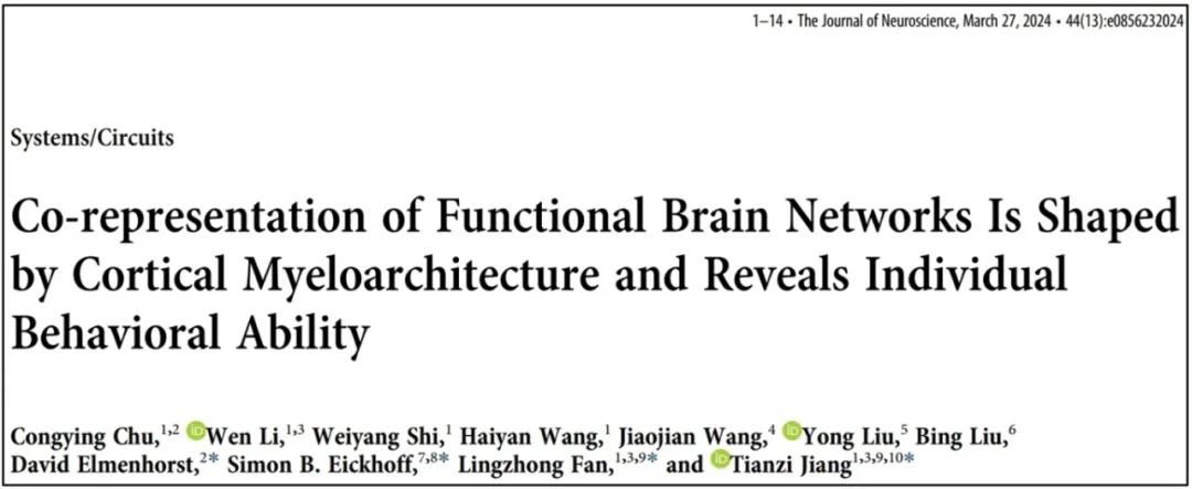 自動(dòng)化所提出定量刻畫人腦功能組織模式的新指標(biāo) | The Journal of Neuroscience