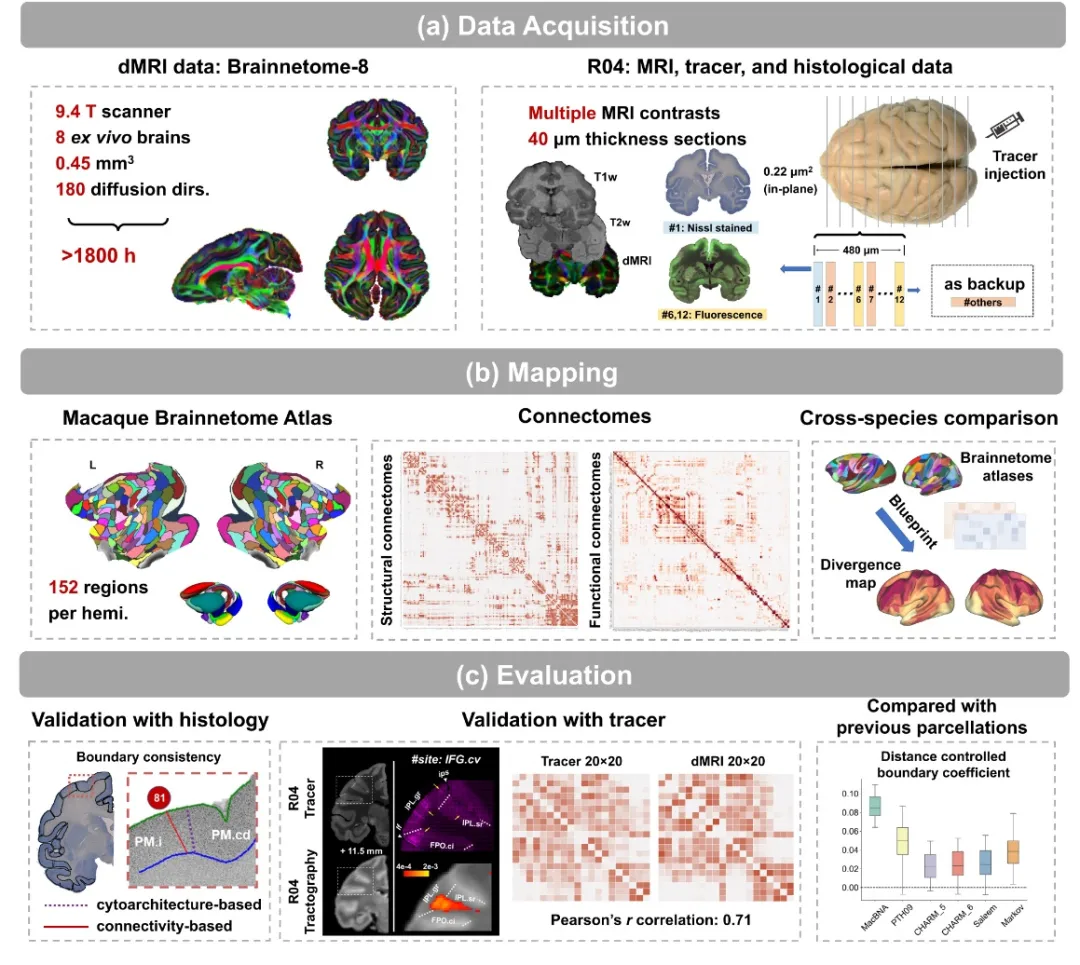 Science Bulletin | 中國(guó)科學(xué)院自動(dòng)化所蔣田仔團(tuán)隊(duì)與樊令仲團(tuán)隊(duì)繪制全新獼猴腦網(wǎng)絡(luò)組圖譜