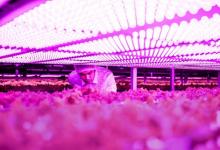 艾邁斯歐司朗推出全新高功率植物照明LED，非凡能效助力農(nóng)業(yè)升級