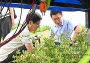 全國首臺AI金銀花采摘智能機(jī)器人亮相河北