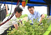 全國首臺AI金銀花采摘智能機(jī)器人亮相河北