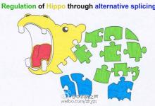 中國科研人員首次證實Hippo-YAP通路可被RNA剪接所調(diào)控