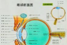 西電科大研發(fā)出人工智能眼科醫(yī)生