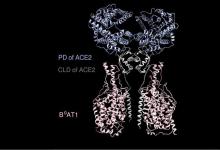 ACE2：被新冠病毒“綁架”的細(xì)胞門(mén)把手