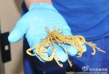 “蛟龍”號(hào)載人潛水器在西南印度洋熱液區(qū)進(jìn)行了科考