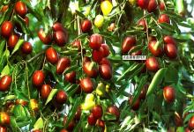紅棗收獲機(jī)器人 實(shí)現(xiàn)紅棗自動(dòng)化采收