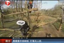 黑猩猩用樹枝擊落無(wú)人機(jī)