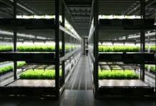 日本將興建全世界首家由機(jī)器人操作的蔬菜農(nóng)場